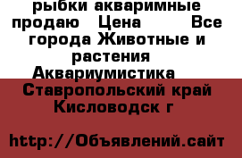 рыбки акваримные продаю › Цена ­ 30 - Все города Животные и растения » Аквариумистика   . Ставропольский край,Кисловодск г.